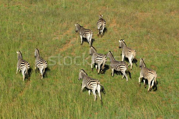 Alföld zebrák légifelvétel Dél-Afrika park minta Stock fotó © EcoPic