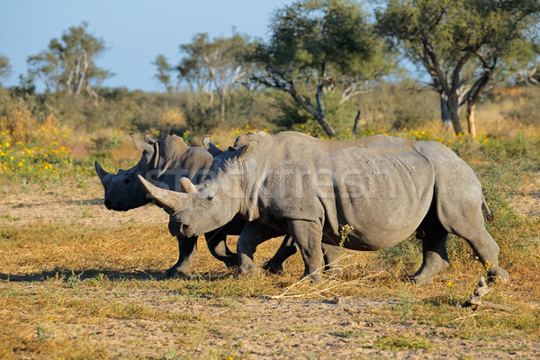 Stock foto: Weiß · Nashorn · zwei · natürlichen · Lebensraum · Südafrika