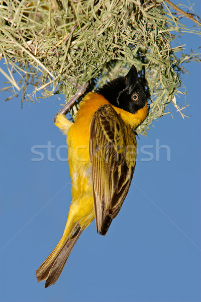 Masked Weaver (Ploceus velatus) Stock photo © EcoPic