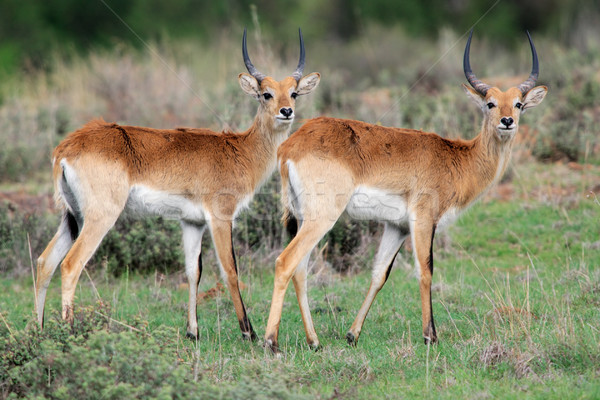 Red lechwe antelopes Stock photo © EcoPic