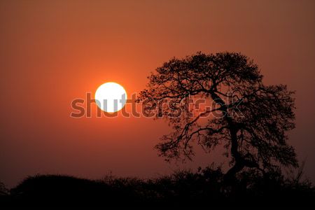 Stockfoto: Savanne · zonsondergang · afrikaanse · bomen · park · South · Africa