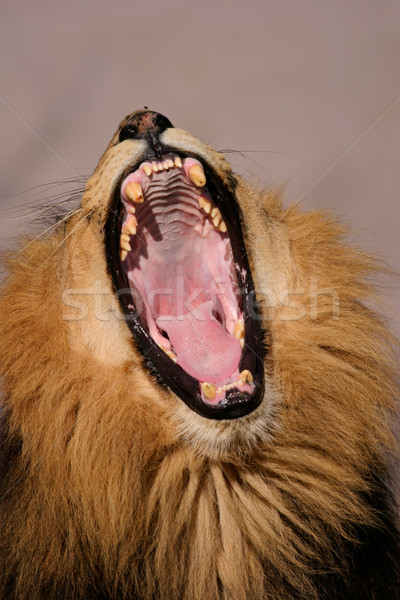 Homme africaine lion portrait Afrique du Sud [[stock_photo]] © EcoPic