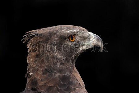 Martial eagle portrait Stock photo © EcoPic