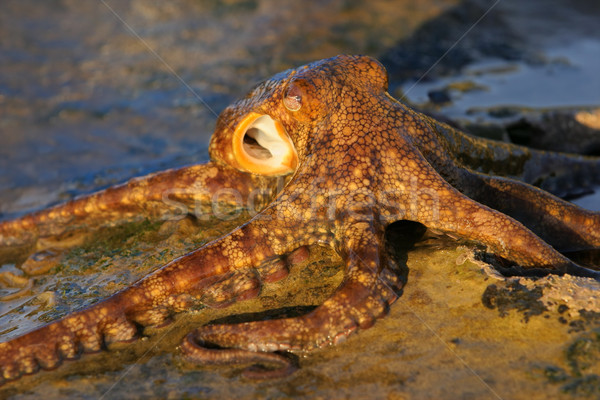 осьминога пород ЮАР воды океана Сток-фото © EcoPic