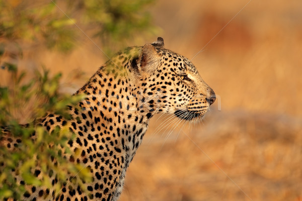 Leopard portret Africa de Sud faţă ochi pisică Imagine de stoc © EcoPic