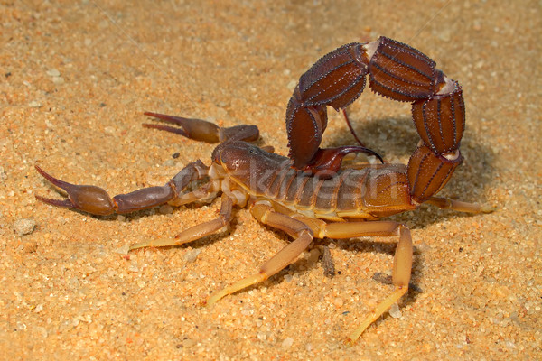 агрессивный скорпион пустыне ЮАР ног страхом Сток-фото © EcoPic