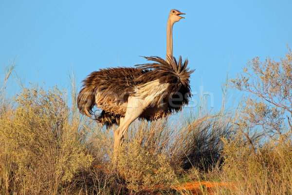 женщины страус пустыне ЮАР небе птица Сток-фото © EcoPic
