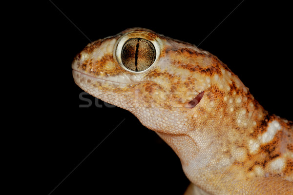 Giant ground gecko Stock photo © EcoPic