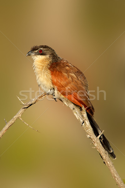 Burchells coucal Stock photo © EcoPic