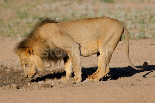 Black-maned African lion  Stock photo © EcoPic