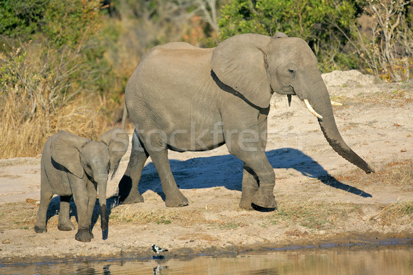 African elephants at waterhole Stock photo © EcoPic