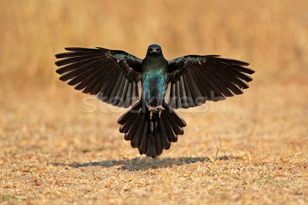 Burchells starling landing Stock photo © EcoPic