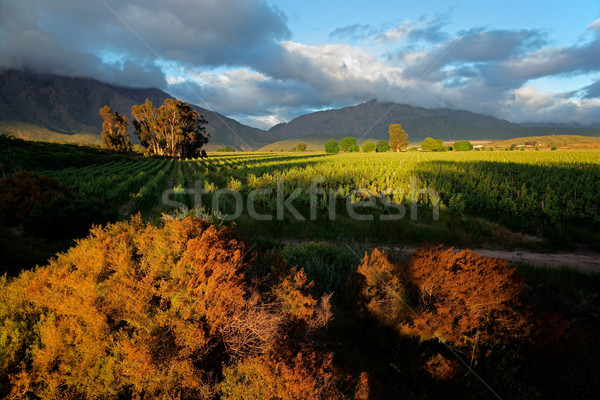 Stockfoto: Wijngaard · landschap · weelderig · achtergrond · bergen · westerse