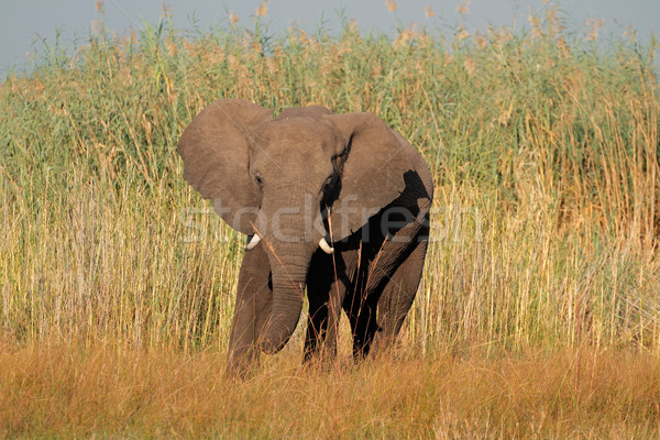 African bull elephant  Stock photo © EcoPic