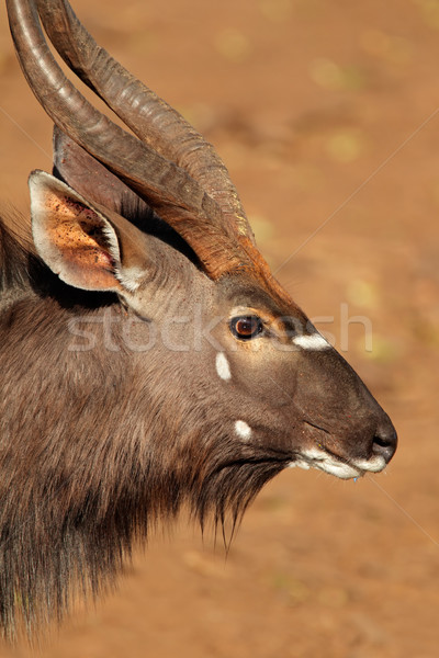 Nyala antelope portrait Stock photo © EcoPic