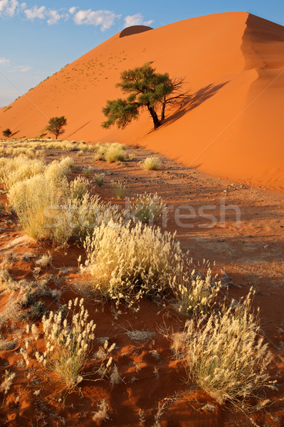 Desert landscape Stock photo © EcoPic