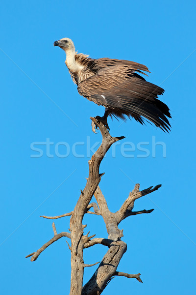 Dögkeselyű ág kék ég Dél-Afrika madár kék Stock fotó © EcoPic