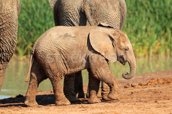 赤ちゃん アフリカゾウ かわいい 象 公園 南アフリカ ストックフォト C Nico Smit Ecopic Stockfresh