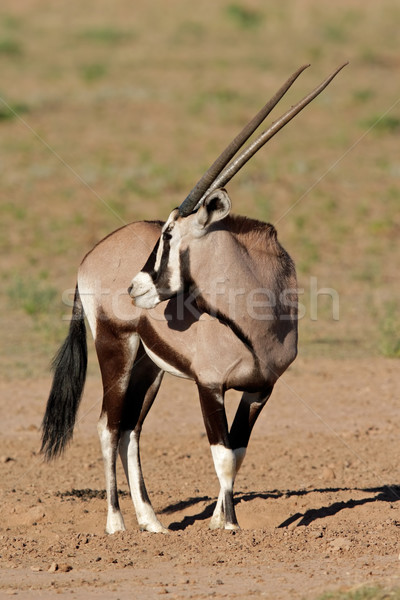 Sivatag Dél-Afrika természet állat afrikai áll Stock fotó © EcoPic