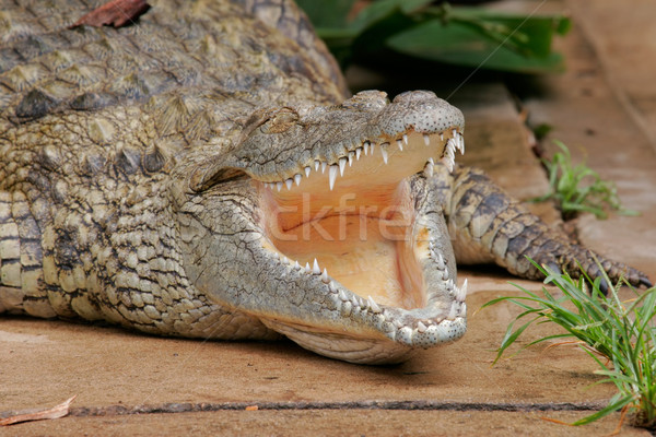 Coccodrillo ritratto riposo bocca aperta Sudafrica occhi Foto d'archivio © EcoPic