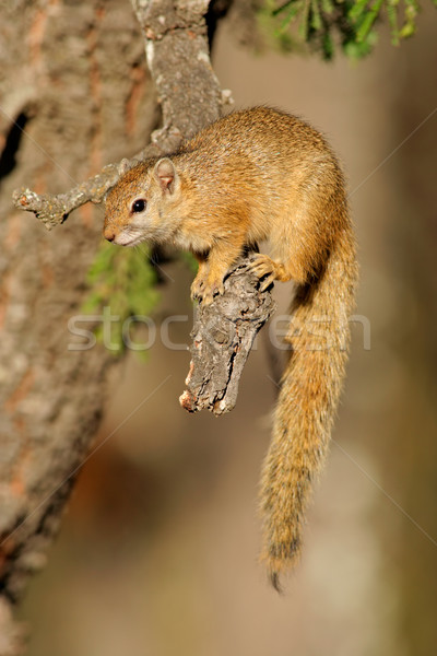 Tree squirrel Stock photo © EcoPic