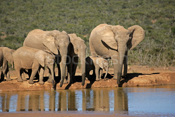 Afrikai elefántok ivóvíz elefánt park Dél-Afrika Stock fotó © EcoPic