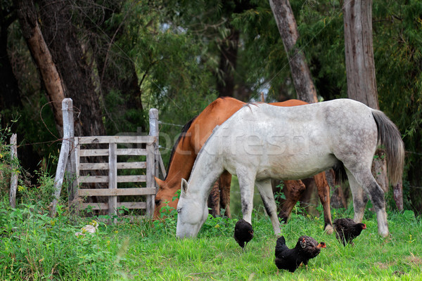 Lovak vidéki ranch buja zöld testtartás Stock fotó © EcoPic