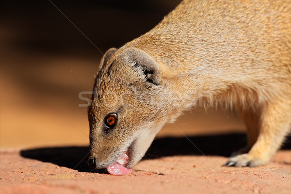 Yellow mongoose Stock photo © EcoPic