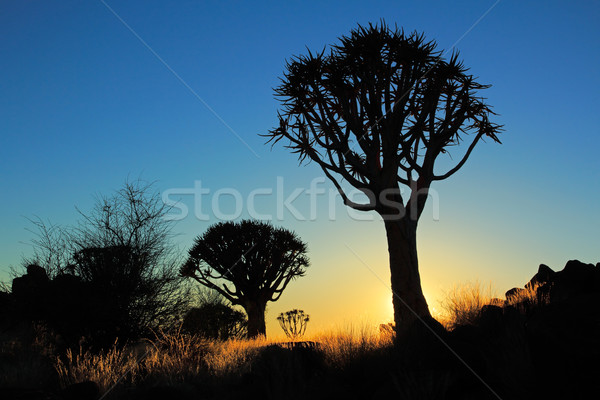 Quiver tree silhouette Stock photo © EcoPic