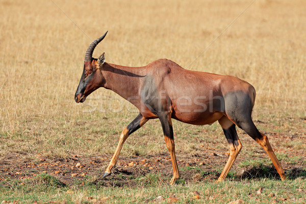Stock photo: Topi antelope