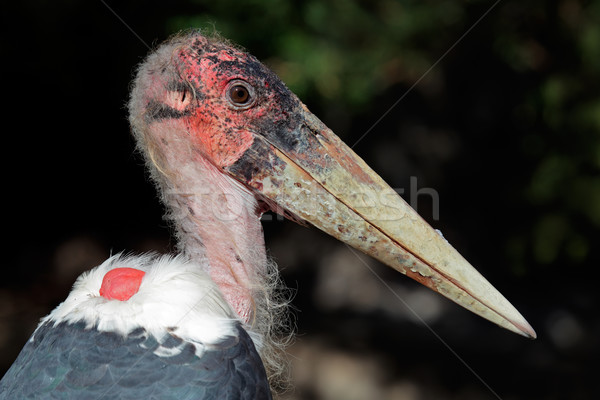 Marabou stork Stock photo © EcoPic
