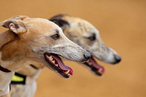 Agár portrék kettő buzgó kutya sebesség Stock fotó © EcoPic