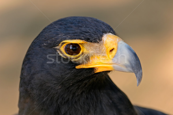 Black eagle portrait Stock photo © EcoPic