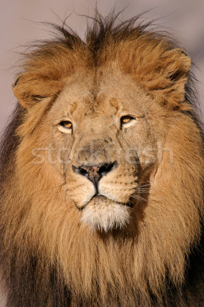 Big male lion Stock photo © EcoPic