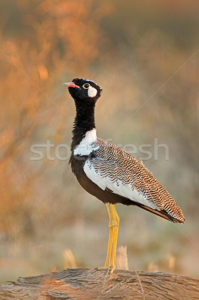 White-quilled bustard Stock photo © EcoPic