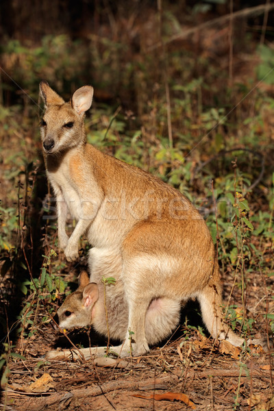 Agile Wallaby and baby Stock photo © EcoPic
