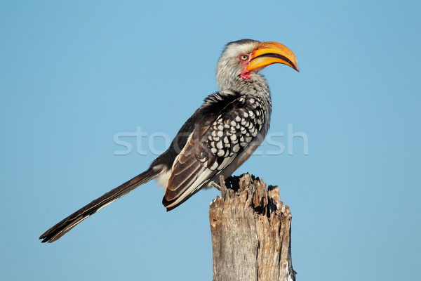 Yellow-billed hornbill Stock photo © EcoPic