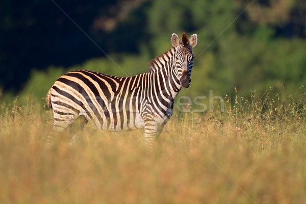 Plains Zebra Stock photo © EcoPic