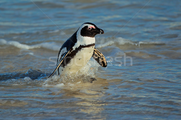 African penguin Stock photo © EcoPic