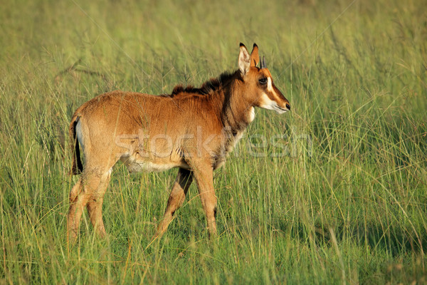 Fiatal Niger Dél-Afrika fű természet zöld Stock fotó © EcoPic