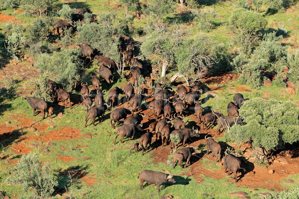 African buffalo herd Stock photo © EcoPic