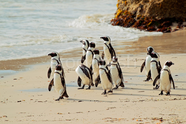 Afrika plaj batı Güney Afrika su doğa Stok fotoğraf © EcoPic