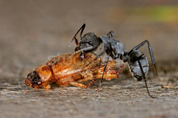Ant and beetle Stock photo © EcoPic