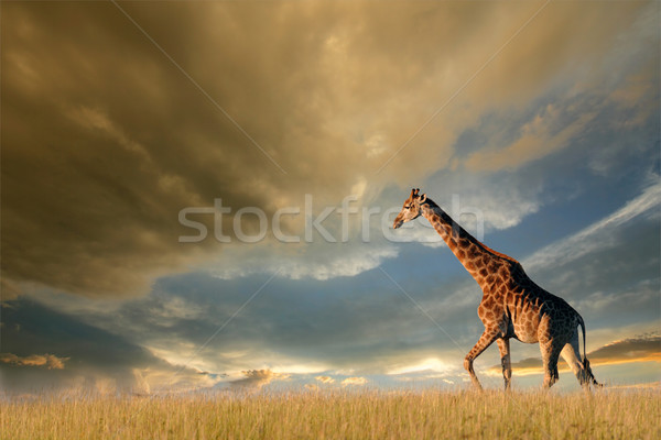 Giraffe african Ebenen Fuß dramatischen Himmel Stock foto © EcoPic