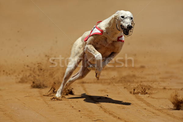 Stock photo: Sprinting greyhound