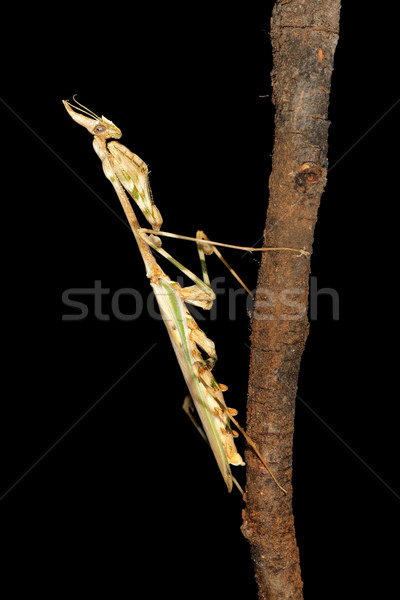Fekete déli Afrika állat rovar afrikai Stock fotó © EcoPic