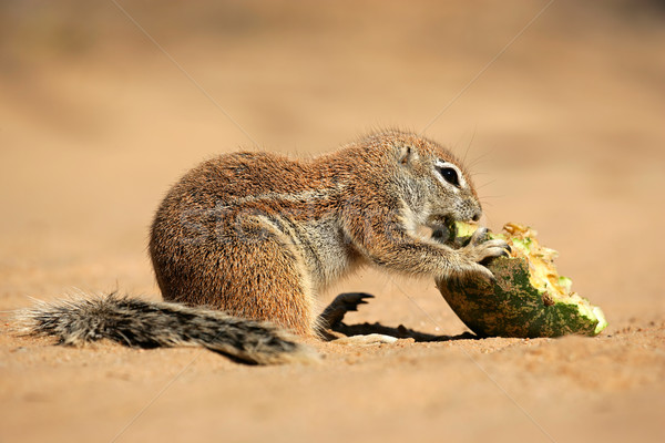 Ground squirrel Stock photo © EcoPic