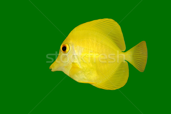 Yellow fish on green  Stock photo © EcoPic