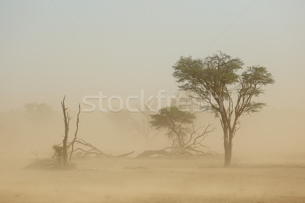 Sand storm - Kalahari desert Stock photo © EcoPic