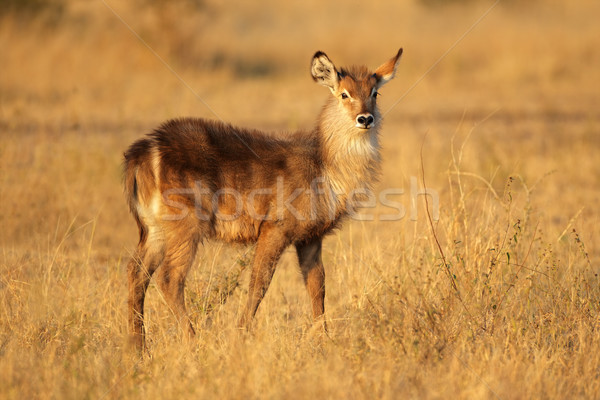 Young waterbuck Stock photo © EcoPic